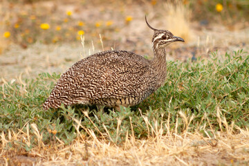 Elegant Crested Tinamou in Patagonia
