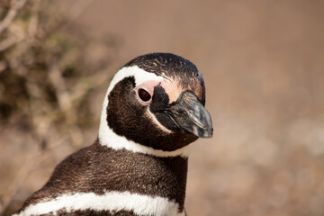 Magellanic Penguin, Spheniscus magellanicus, in Patagonia.