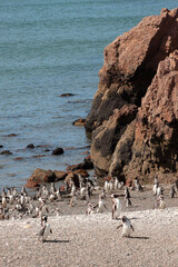Magellanic Penguin, Spheniscus magellanicus, in Patagonia