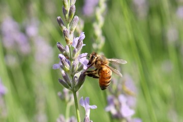 A honeybee stays on purple lavender flower.
Apis mellifera, worker bee, Lavandula angustifolia
