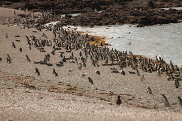 Magellanic Penguin, Spheniscus magellanicus, in Patagonia