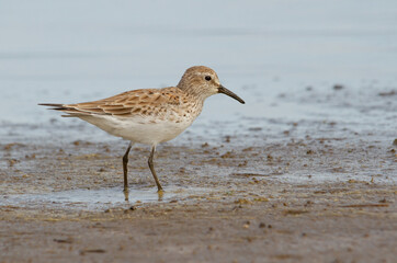 Pectoral Sandpiper, Calidris melanotos, wading in a mud flat.