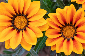 Beautiful yellow gazania linearis flowers blooming in bright day.