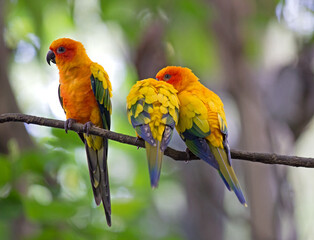 Two Parrots Having Intimate Moment while the Third One Feeling Jealous