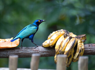 A blue feather bird feasting on bananas