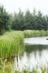 Empty pond in golf course