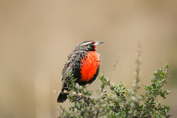 Long-tailed Meadowlark, Sturnella loyca bird from patagonia Argentina. Red and brown songbird sitting on the branch.