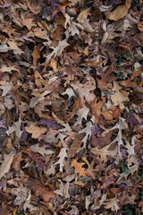 falling autum leaves in the gorund