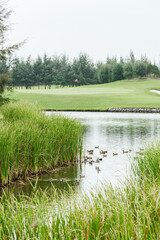Ducks family on a pond in golf course with clouds on a gloomy day