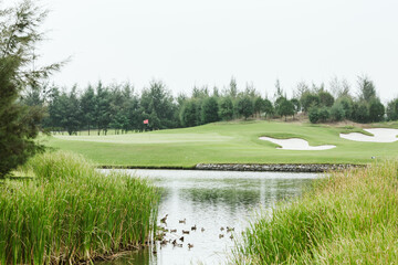 Ducks family on a pond in golf course with clouds on a gloomy day