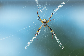 Close-up shot of spider resting on the net