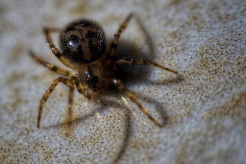 spider