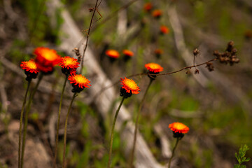orange flowers