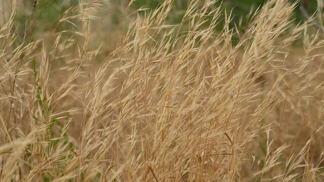 Dry yellow grass field, sunny day, windy weather. High quality 4k footage