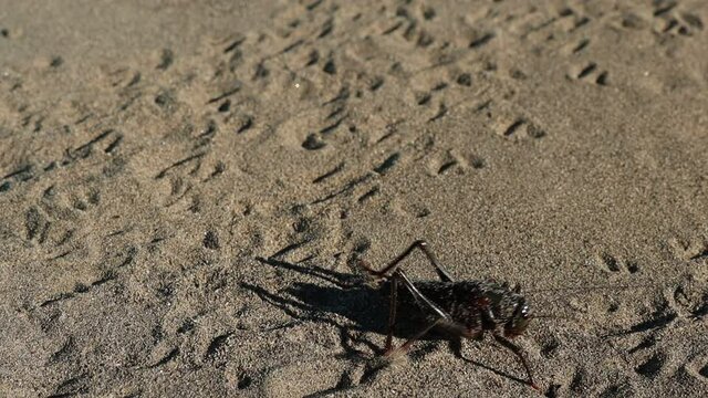 Black katydid wades in sand slow motion.