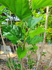 Mulberry and raw mulberry in Morus sp garden with heart shaped leaves, rough skin are Bombyx mori's food, and the leaves can be dried and brewed as health herbal tea. Ripe fruit is red and sweet.
