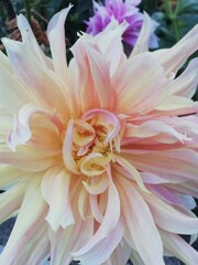 wedding rings and flowers