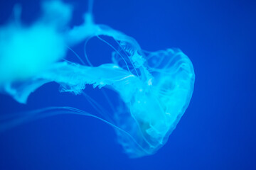 jellyfish in sea