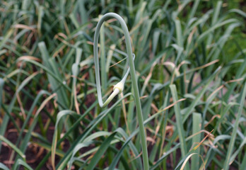 A garlic forms an arrow on a bed in a garden in the summer. Close-up.