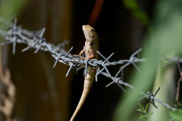 Chameleon on wire