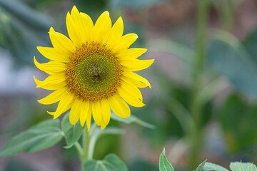 Close-up of sunflower are blooming in a garden