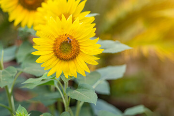 Naklejka premium Close-up of sunflower are blooming in a garden