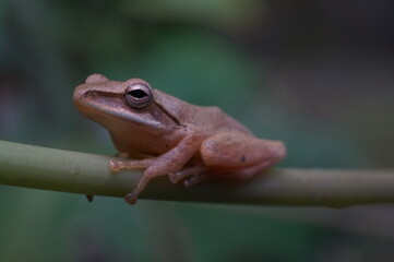 frog