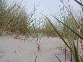 grass on the beach