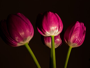 Tulipas pink fechadas sobre fundo escuro.