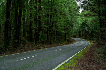 Open Highway Road in future, no cars, auto on asphalt road through green forest, trees, pines, spruces.