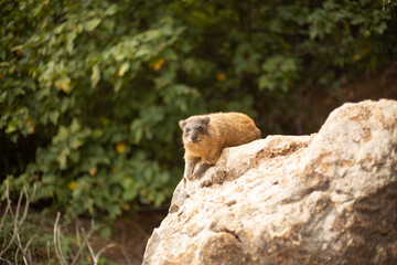 marmot 2