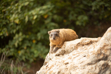 marmot 3