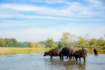 Fototapeta na wymiar water buffaloes drinking a water