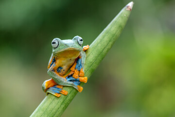 Green tree frog on a tree
