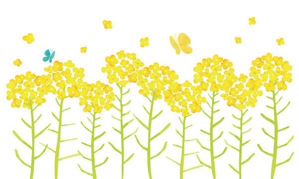 菜の花-蝶-canolaflower-butterfly