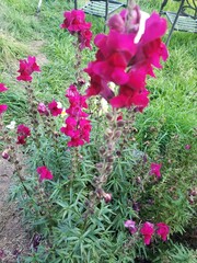 flowers in the garden