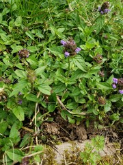 wild strawberry plant