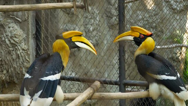 Portrait of the The great hornbill in the cage. Buceros bicornis, also known as the concave - casqued hornbill, great Indian hornbill.