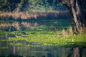 Obraz premium pond in wild bush