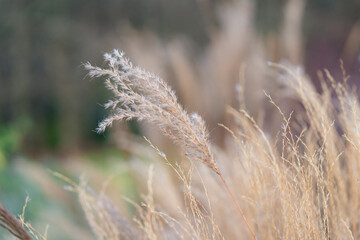 Fototapeta premium Beautiful Abstract Leaves and flowers for wall paper
