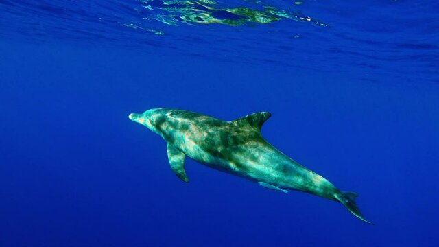 Solitary Bottlenose Dolphin Ascending Towards The Ocean Surface In Pristine Blue Waters - medium shot