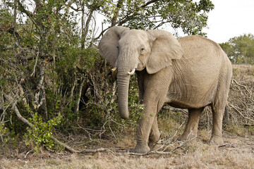Fototapeta na wymiar Elephant feeding, Ol Pejeta Conservancy, Kenya