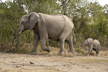 Female elephant and calf in a hurry, Ol Pejeta Conservancy, Kenya