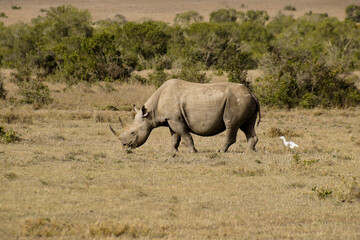Fototapeta premium Black rhinoceros and cattle egret, Ol Pejeta Conservancy, Kenya