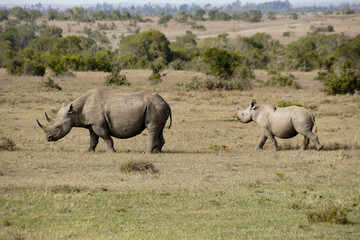 Obraz premium Black rhinoceros and calf, Ol Pejeta Conservancy, Kenya