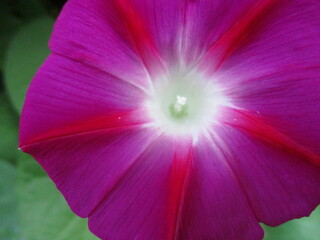 bindweed