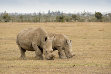 White rhinoceros and calf grazing, Ol Pejeta Conservancy, Kenya