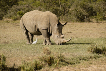 Fototapeta premium White rhinoceros grazing, cattle egret following for insects, Ol Pejeta Conservancy, Kenya