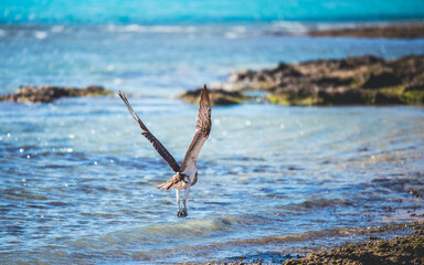 Osprey flying over the sea in Australia