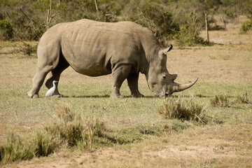 White rhinoceros grazing, cattle egret following for insects, Ol Pejeta Conservancy, Kenya